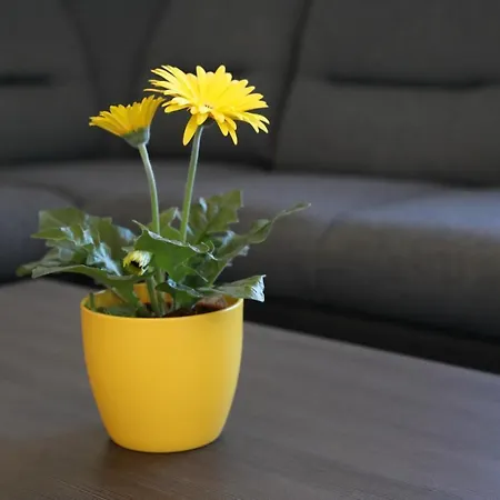 Dora Appartement