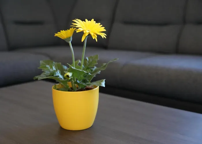 Dora Διαμέρισμα